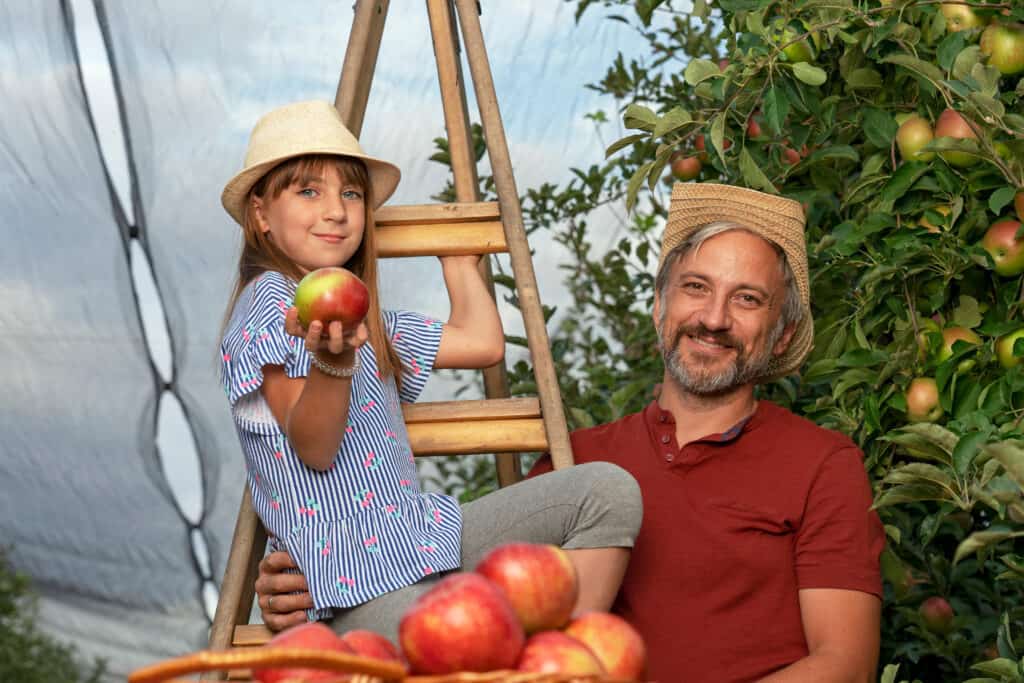 Orchard ladder used to reach apples