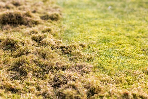 Thatch and moss removed from lawn with scarifier