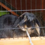 Best rabbit hutch reviews