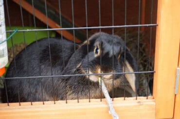 Best rabbit hutch reviews