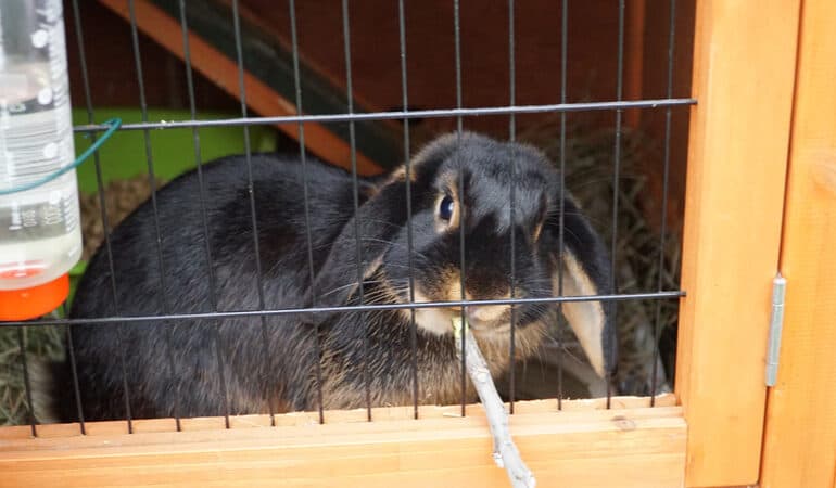 Best rabbit hutch reviews