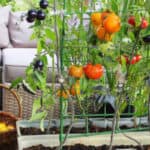 Top 5 best tomato planters compared and reviewed