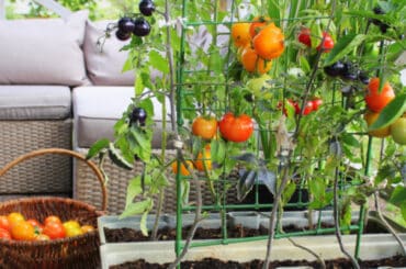 Top 5 best tomato planters compared and reviewed
