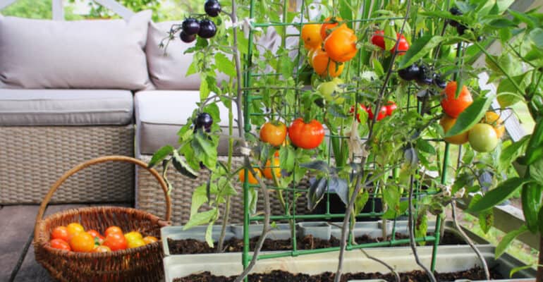 Top 5 best tomato planters compared and reviewed