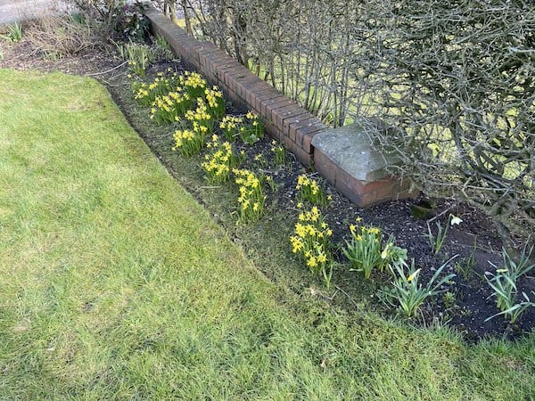 Lawn after strimming