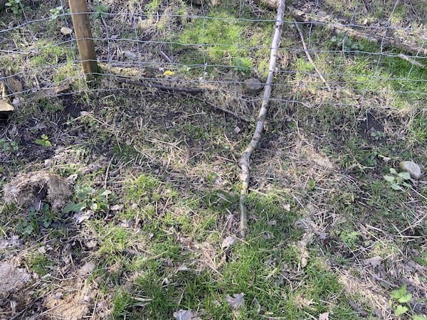 nettles after strimmer