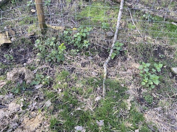 nettles before strimming