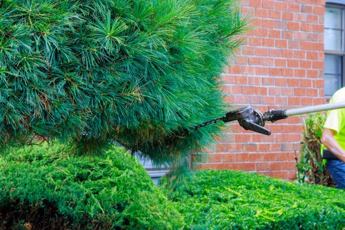 Telescopic hedge trimmer being used to trim out of reach conifers