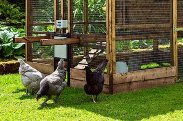 In this guide, we look at some of the best automatic chicken coop door openers and compare the specs from what weight they can lift which is important and more