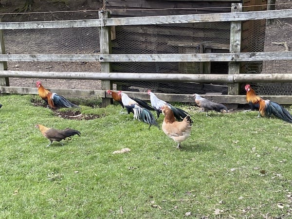 Chicken after being let of the chicken coop