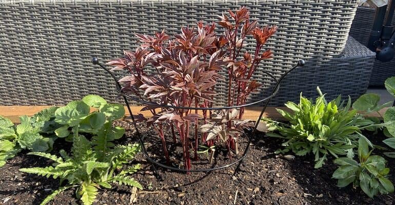 How to stop peonies falling over and keep them upright