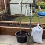 How to plant a Laburnum tree step by step