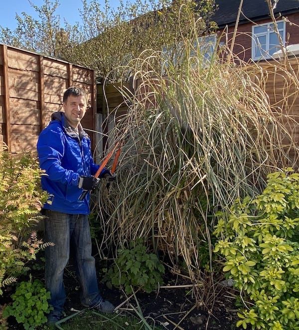 Pampas grass in need of a hard pruning