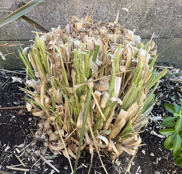 Pampas after pruning