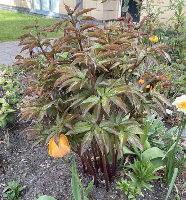 Peony thats has be left to long to insert a peopny support