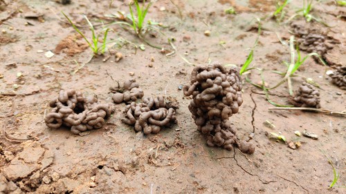 Types of soil that can be cultivated