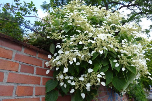Climbing hydrangea also known as hydrangea petiolaris