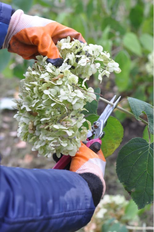 Deadheading Hydrangea flowers in summer to help promote new flowers and better growth