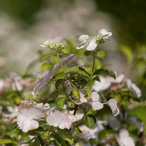 Hydrangea Runaway Bride flowers just starting to open