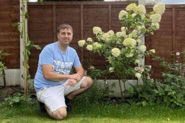 How Tall and Wide do Hydrangeas Grow