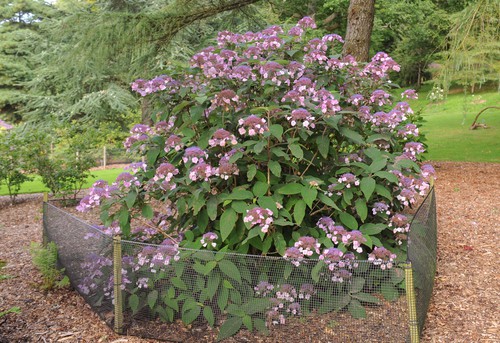 Hydrangea Aspera also known as rough leaf hydrangea