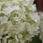 Growing Hydrangea Runaway Bride and care guide. A fantastic plant for patios, borders and even hanging baskets. Learn more about this stunning hydrangea now.