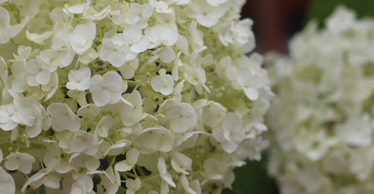 Growing Hydrangea Runaway Bride and care guide. A fantastic plant for patios, borders and even hanging baskets. Learn more about this stunning hydrangea now.