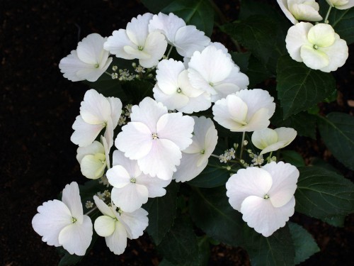 Hydrangea Runaway Bride in flower in summer