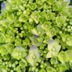 Hydrangea flowers turning green and why it happens