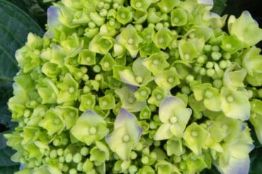 Hydrangea flowers turning green and why it happens