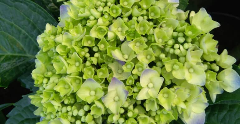 Hydrangea flowers turning green and why it happens