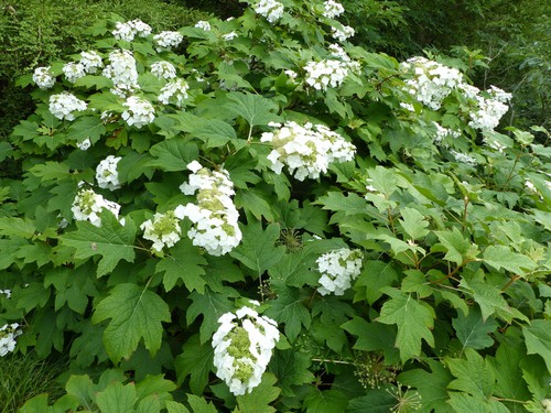 Hydrangea quercifolia 'Sike's Dwarf' (Oak leaf hydrangea)
