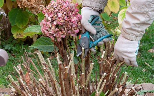 Pruning hydrangeas should not be confused with deadheading