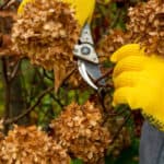 Should you deadhead hydrangeas guide. Explaining when and how to deadhead hydrangeas and when not to