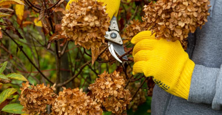 Should you deadhead hydrangeas guide. Explaining when and how to deadhead hydrangeas and when not to