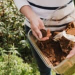 Should you use Coffee Grounds for Hydrangeas and why you might do this in the first place