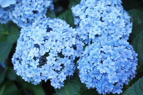 Endless Summer Hydrangeas in full bloom