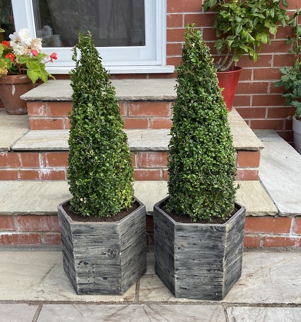 Buxus potted up ready for positions either side of door
