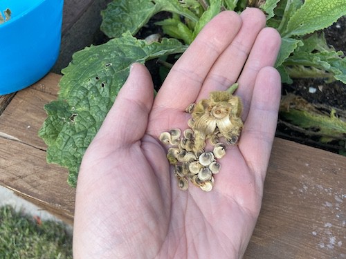 Close up of hollyhock seeds that were ready