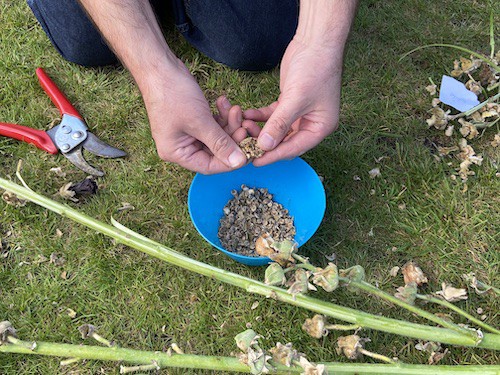 Collecting hollyhock seeds