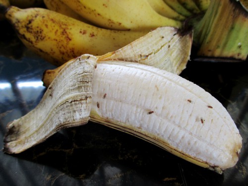 fruit flies attracted to fruit left on the side