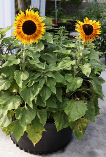 Growing sunflower in pots
