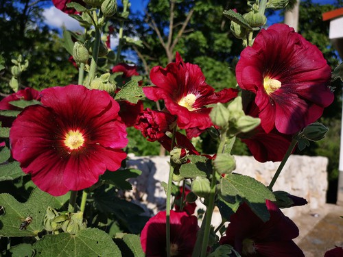 Hollyhocks flowering with tall spiked flowers