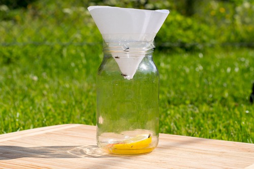 Home made fruit fly trap using a jar and cone