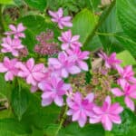 If you prune lacecap hydrangeas at the wrong time of year you will remove the flower buds so in this guide I talk about when and how to prune Lacecap Hydrangeas