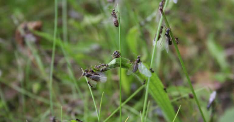 How to get rid of flying ants – and keep them away