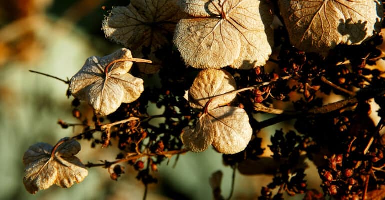 Hydrangeas are typically grown from cuttings but you can grow them from seed. In this guide, I show you how to grow hydrangeas from seed to get unique flowers