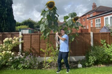 I show you how to grow sunflowers from seed to planting out in the ground or in pots.