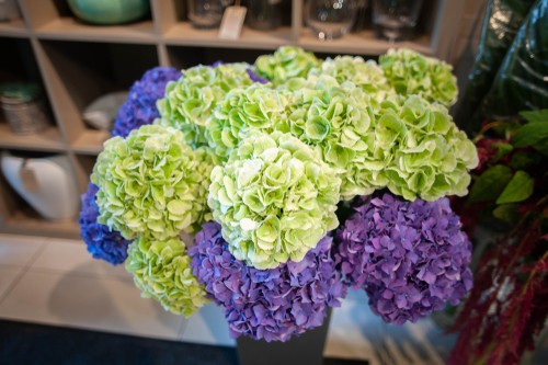 Huge bouquet of hydrangeas