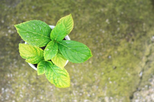 Hydrangea cutting ready to be planted with strong roots and plenty of foliage